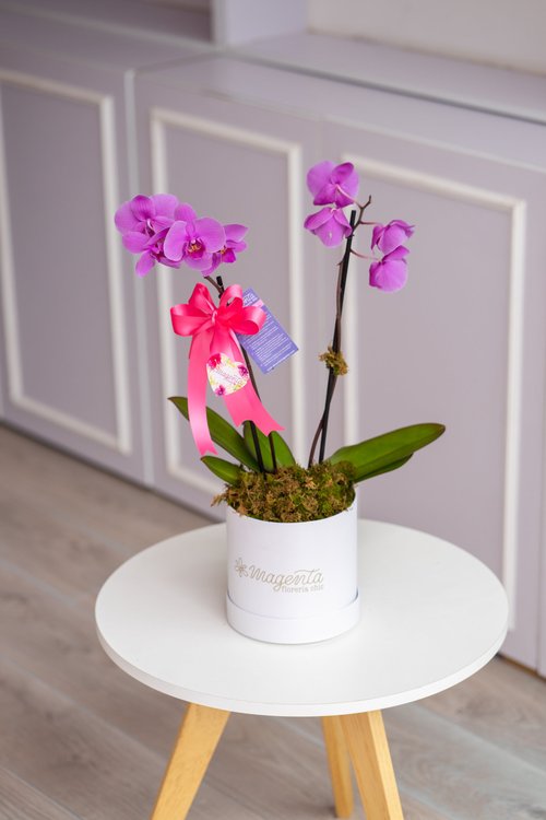 Orquídea en box